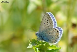 okgzl Mavi (Polyommatus icarus)