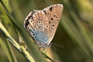 Byk Korubeni (Phengaris arion)
