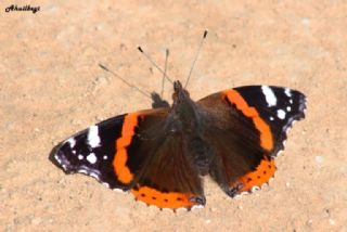 Atalanta (Vanessa atalanta)