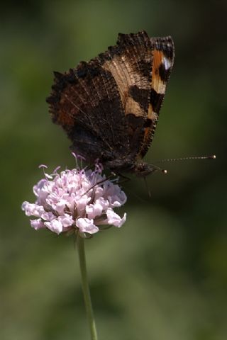 Aglais (Aglais urticae)