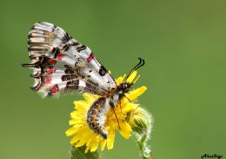 okgzl Lbnan Mavisi (Aricia bassoni)
