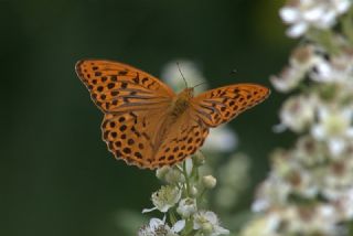 Cengaver (Argynnis paphia)