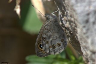 Esmerboncuk (Lasiommata maera)