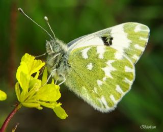 okgzl Mavi (Polyommatus icarus)