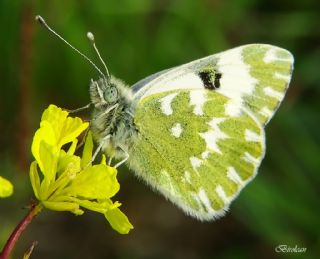 Yeni Beneklimelek (Pontia edusa)