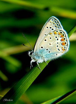 Benekli Byk parhan (Melitaea phoebe)