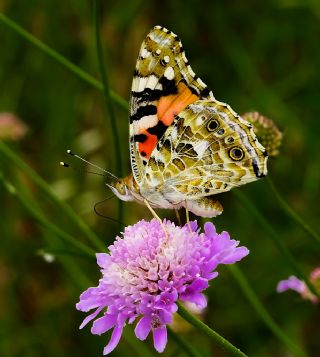 Diken Kelebei (Vanessa cardui)