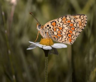 Benekli Byk parhan (Melitaea phoebe)