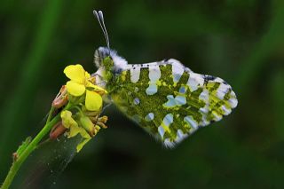 Da Oykls (Euchloe ausonia)