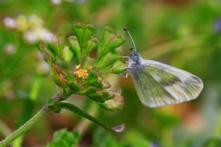 Doulu Narin Orman Beyaz (Leptidea duponcheli)