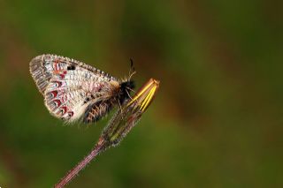 Yalanc Apollo (Archon apollinus)