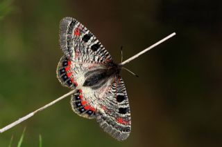 Yalanc Apollo (Archon apollinus)