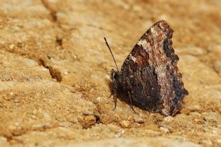 Karaaa Nimfalisi (Inachis polychloros)