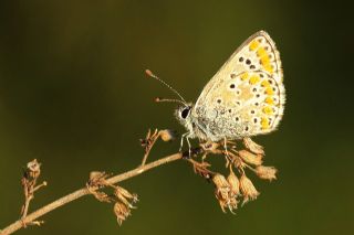 okgzl Esmer (Aricia agestis)