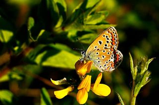 okgzl Mavi (Polyommatus icarus)