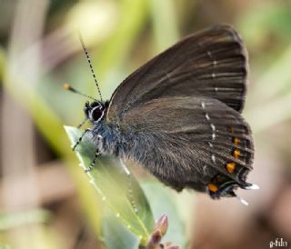 Byk Sevbeni (Satyrium ilicis)