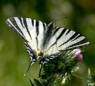 Anadolu Karamelei (Hipparchia fatua)