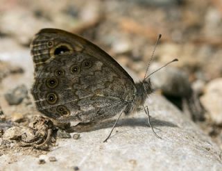 Kk Esmerboncuk (Lasiommata megera)