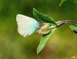 Zmrt (Callophrys rubi)