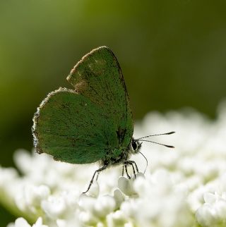 Zmrt (Callophrys rubi)