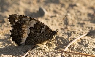 Kara Murat (Brintesia  circe)