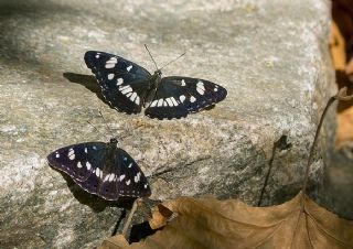 Akdeniz Hanmeli Kelebei (Limenitis reducta)