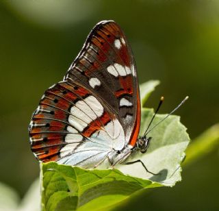 Akdeniz Hanmeli Kelebei (Limenitis reducta)