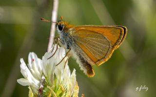 Sar Antenli Zpzp (Thymelicus sylvestris)