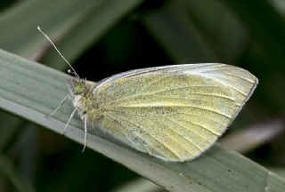 Yalanc Beyazmelek (Pieris pseudorapae)