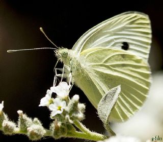 Kk Beyazmelek (Pieris rapae)