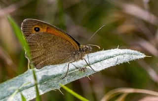 Esmerperi (Hyponephele lupina)