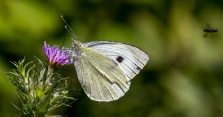 Byk Beyazmelek  (Pieris brassicae)