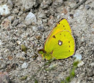 Sar Azamet (Colias croceus)