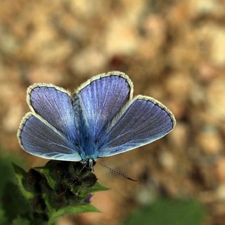 okgzl Meneke Mavisi (Polyommatus thersites)