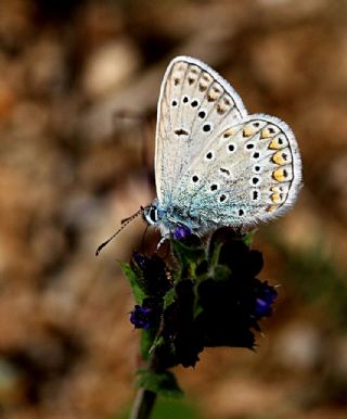 okgzl Meneke Mavisi (Polyommatus thersites)