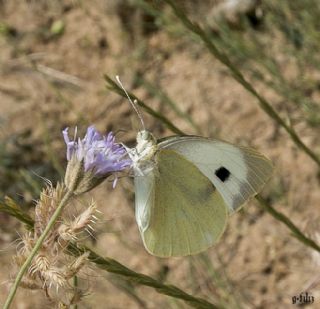 Byk Beyazmelek  (Pieris brassicae)