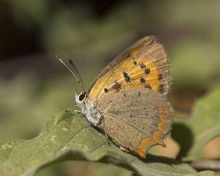 Benekli Bakr Gzeli (Lycaena phlaeas)