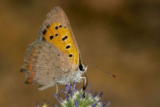 Benekli Bakr Gzeli (Lycaena phlaeas)