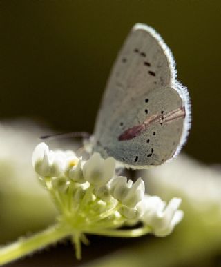 Kutsal Mavi (Celastrina argiolus)