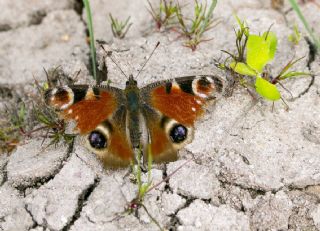 Tavus Kelebei (Inachis io)