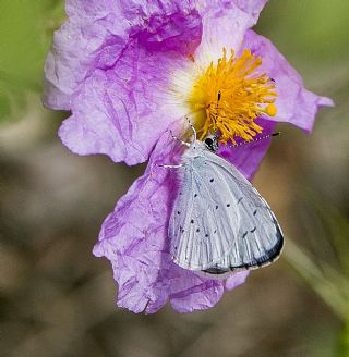 Kutsal Mavi (Celastrina argiolus)