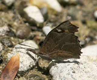 itlembik Kelebei (Libythea celtis)