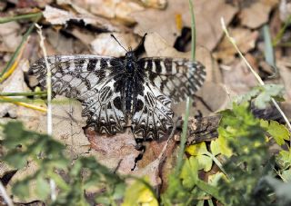 Gney Fistosu (Zerynthia polyxena)