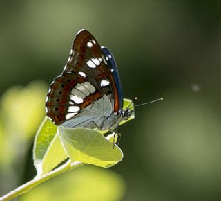 Akdeniz Hanmeli Kelebei (Limenitis reducta)