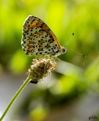 Gzel parhan (Melitaea syriaca)