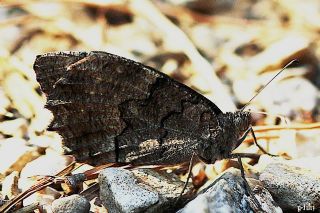 Zmrt (Callophrys rubi)