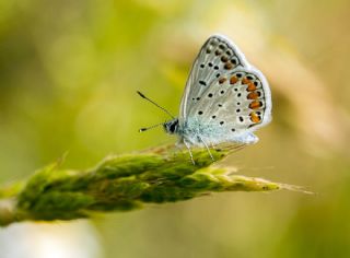 okgzl Mavi (Polyommatus icarus)