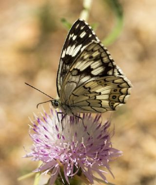 Anadolu Melikesi (Melanargia larissa)