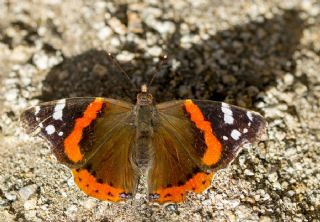 Atalanta (Vanessa atalanta)