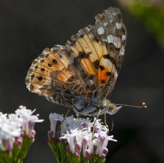 Diken Kelebei (Vanessa cardui)